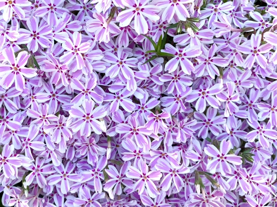 IMG_8362.jpg?type=w966