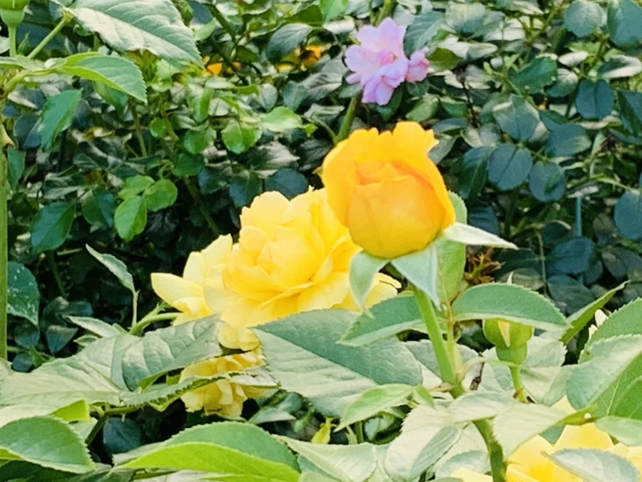 IMG_2948.jpg?type=w966