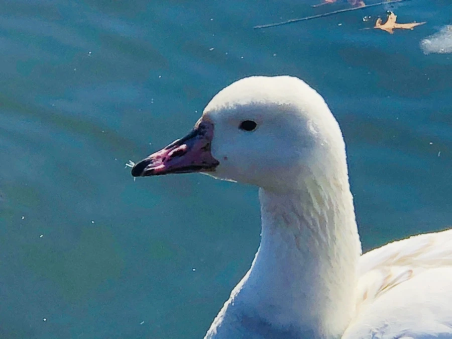 IMG_5228.jpg?type=w966