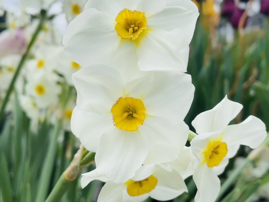 IMG_1293.jpg?type=w966