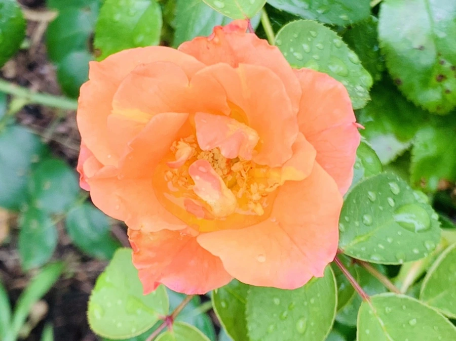 IMG_0985.jpg?type=w966