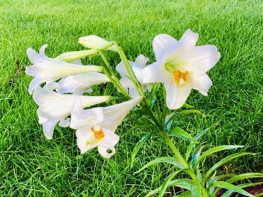 IMG_0801.jpg?type=w966