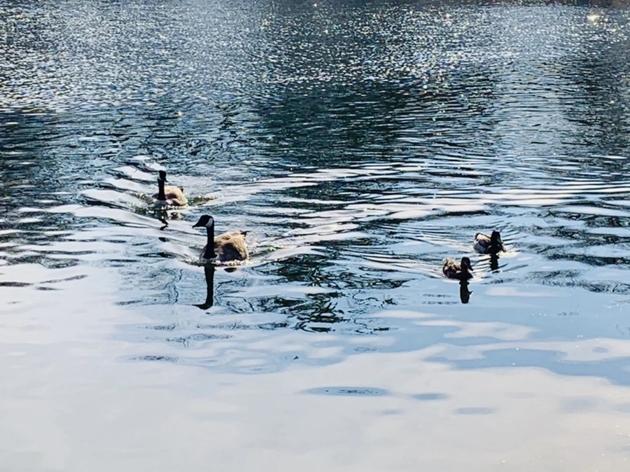 IMG_0344.jpg?type=w966