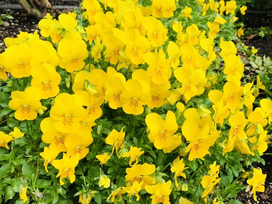 IMG_1697.jpg?type=w966