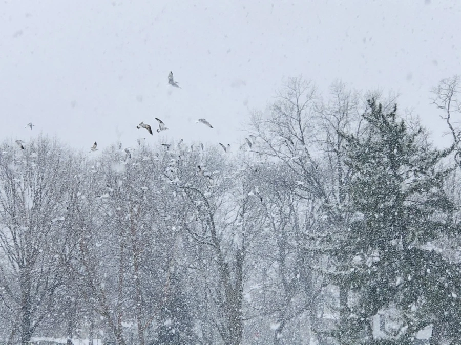 IMG_4223.jpg?type=w966