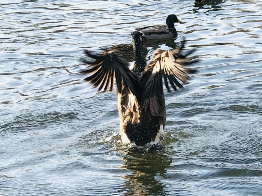 IMG_2851.jpg?type=w966