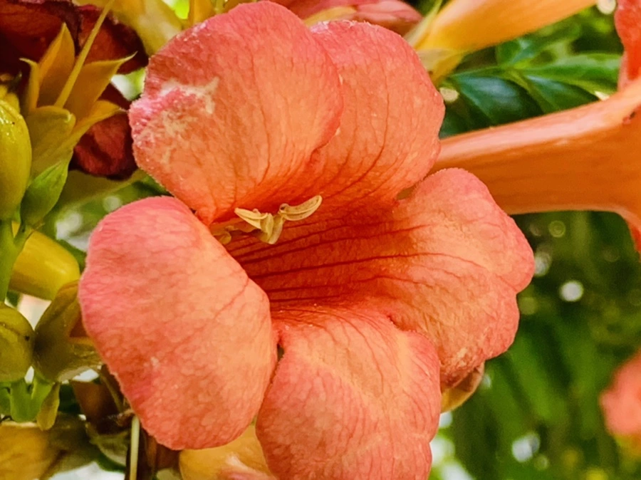 IMG_8689.jpg?type=w966