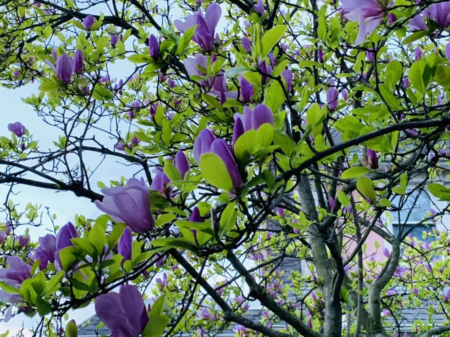 IMG_7510.jpg?type=w966