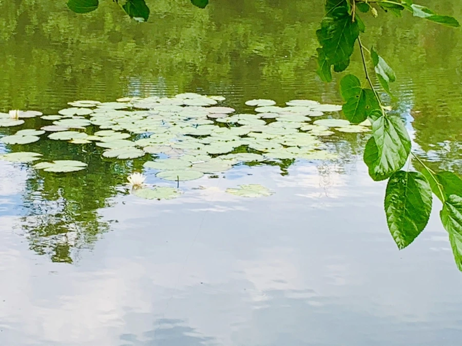 IMG_0755.jpg?type=w966