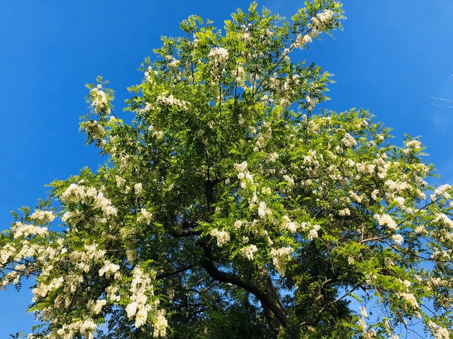 IMG_7491.jpg?type=w966