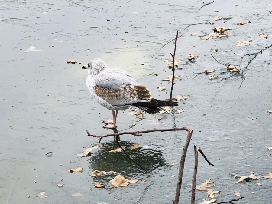 IMG_8631.jpg?type=w966