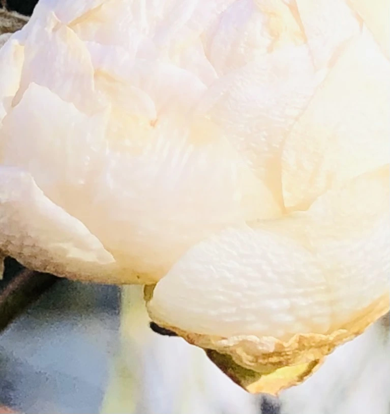 IMG_1389.jpg?type=w966