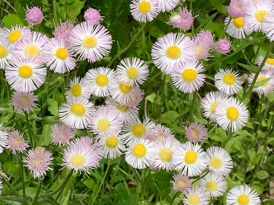 IMG_5037.jpg?type=w966