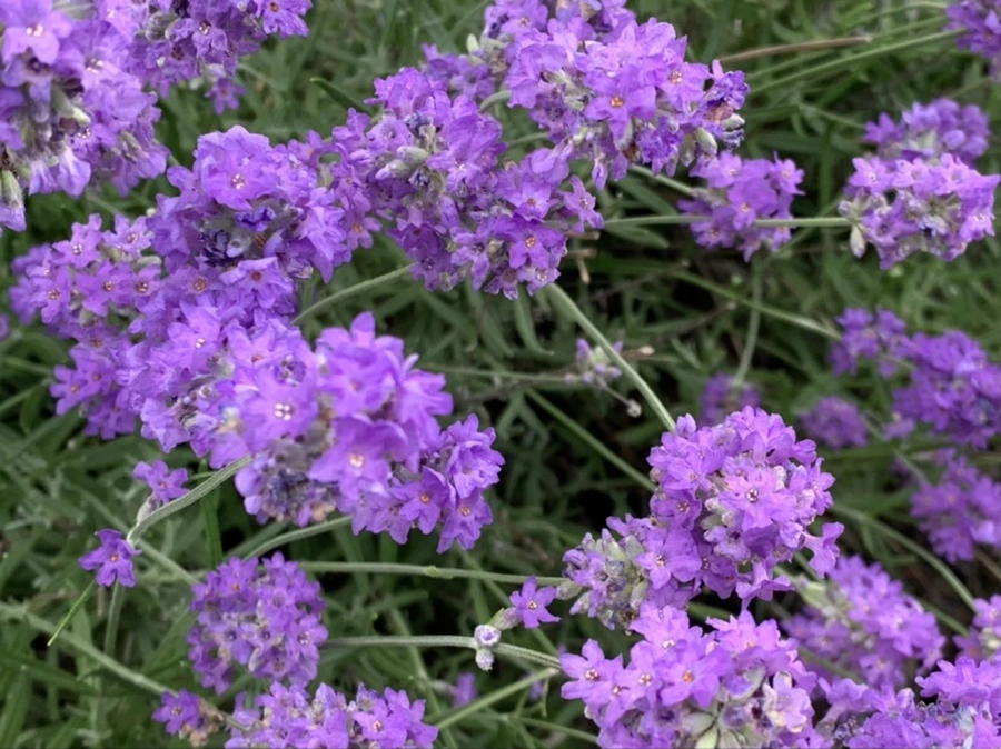 IMG_2691.jpg?type=w966