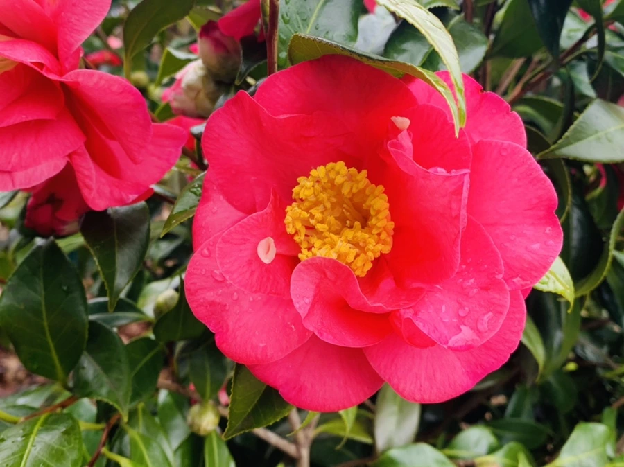 IMG_6230.jpg?type=w966