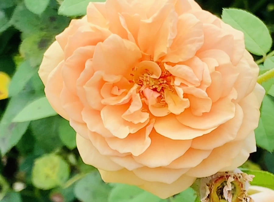 IMG_4984.jpg?type=w966