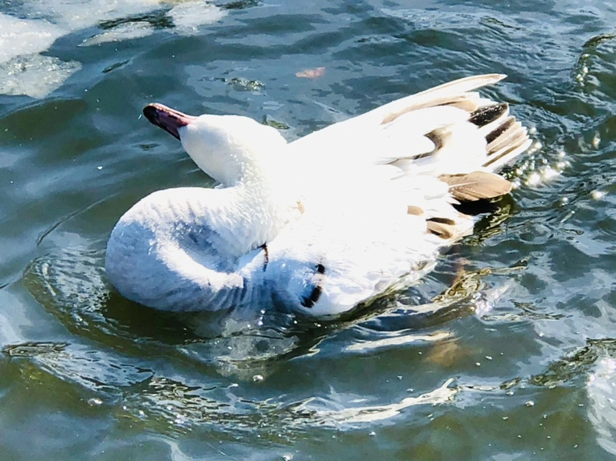 IMG_5349.jpg?type=w966