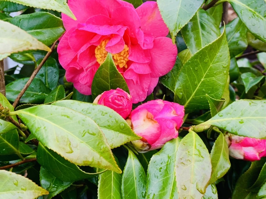 IMG_6265.jpg?type=w966