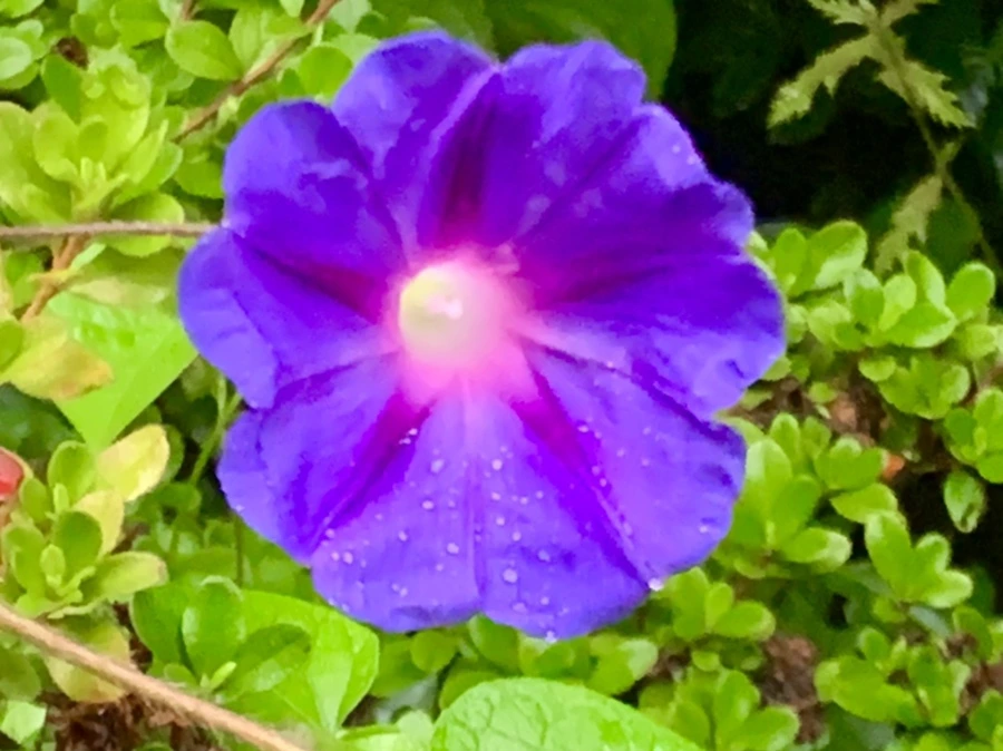 IMG_3648.jpg?type=w966