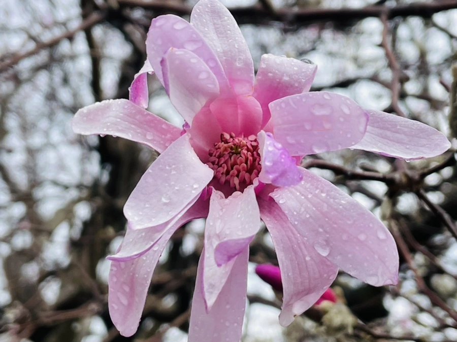 IMG_7377.jpg?type=w966