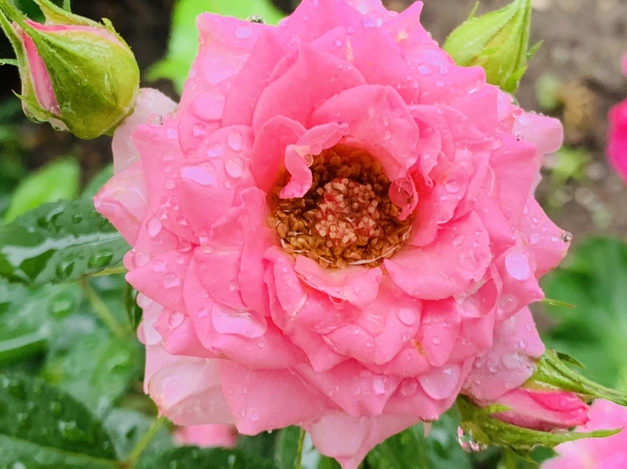 IMG_3761.jpg?type=w966