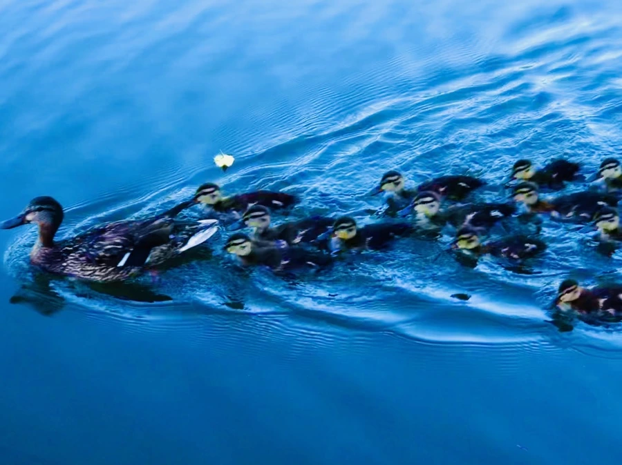 IMG_2676.jpg?type=w966