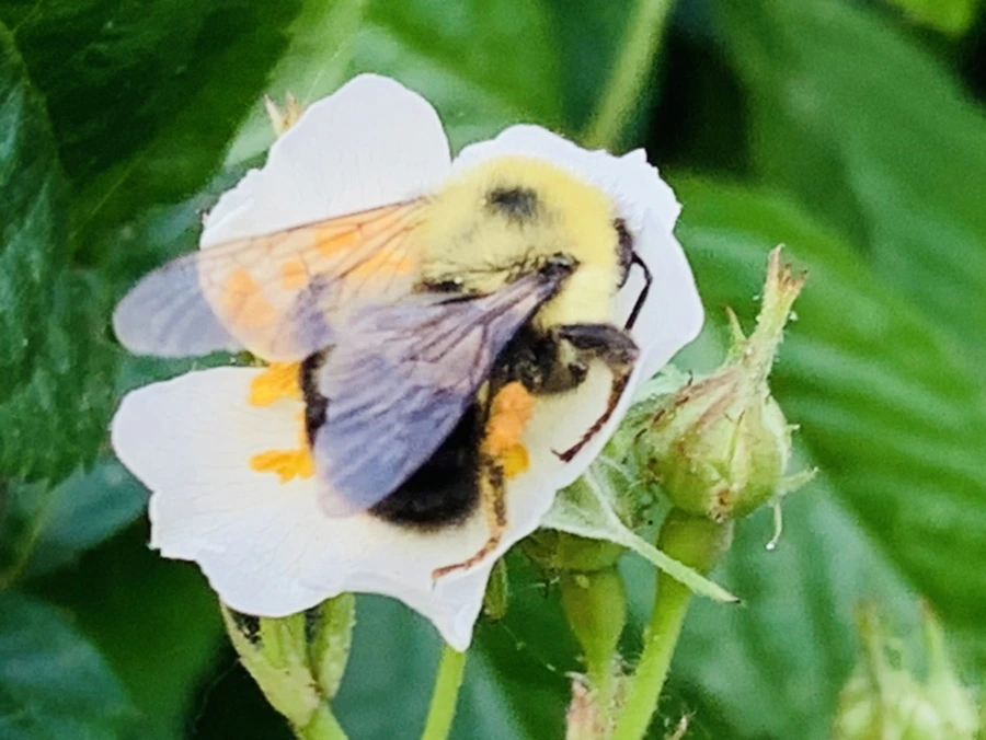 IMG_4035.jpg?type=w966