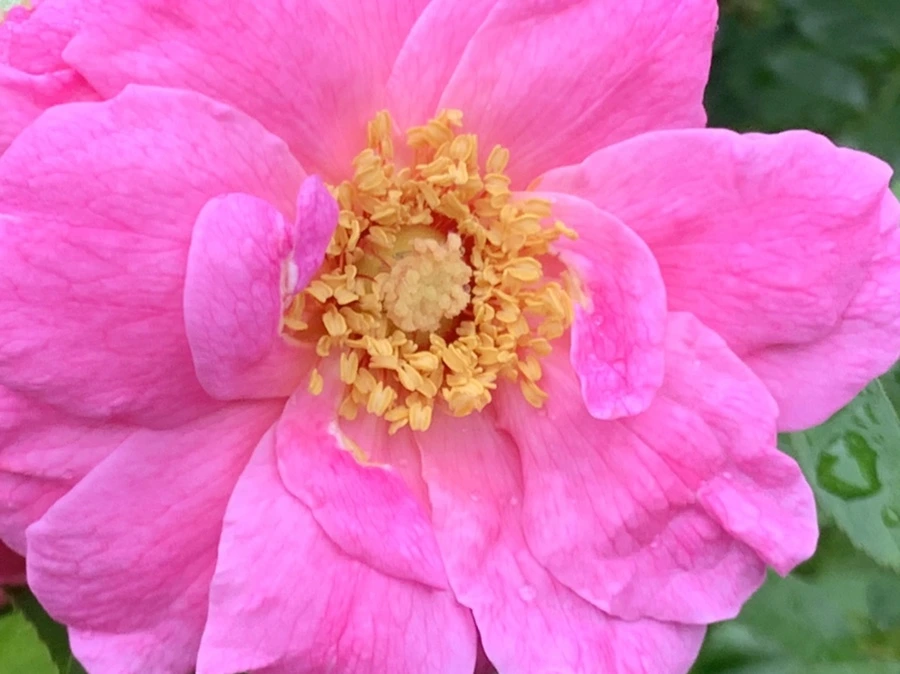 IMG_0922.jpg?type=w966