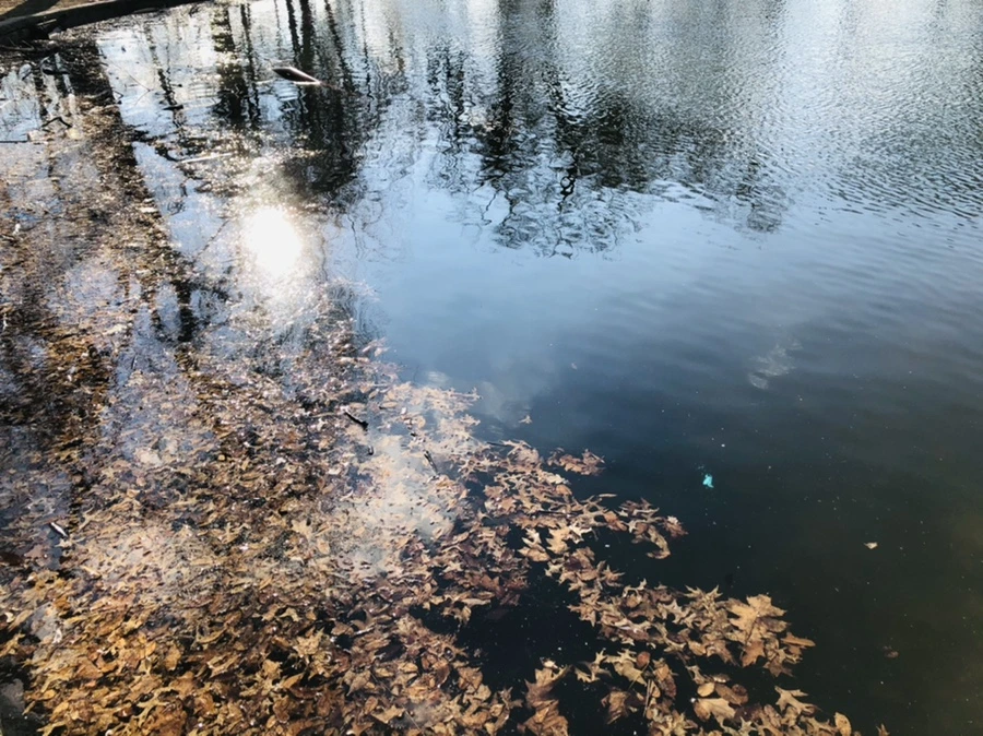 IMG_4115.jpg?type=w966