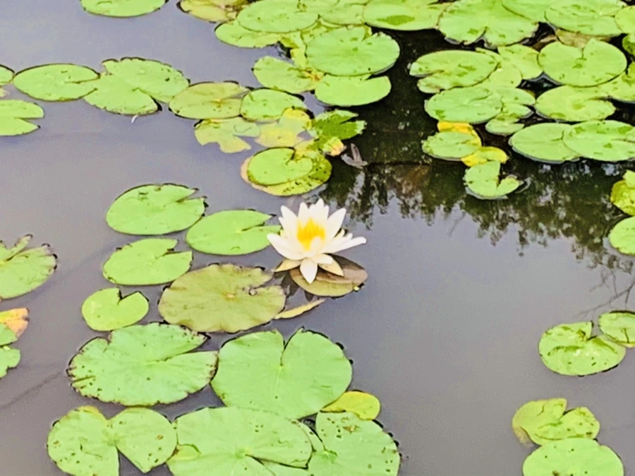 IMG_7172.jpg?type=w966