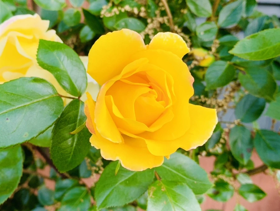 IMG_3236.jpg?type=w966