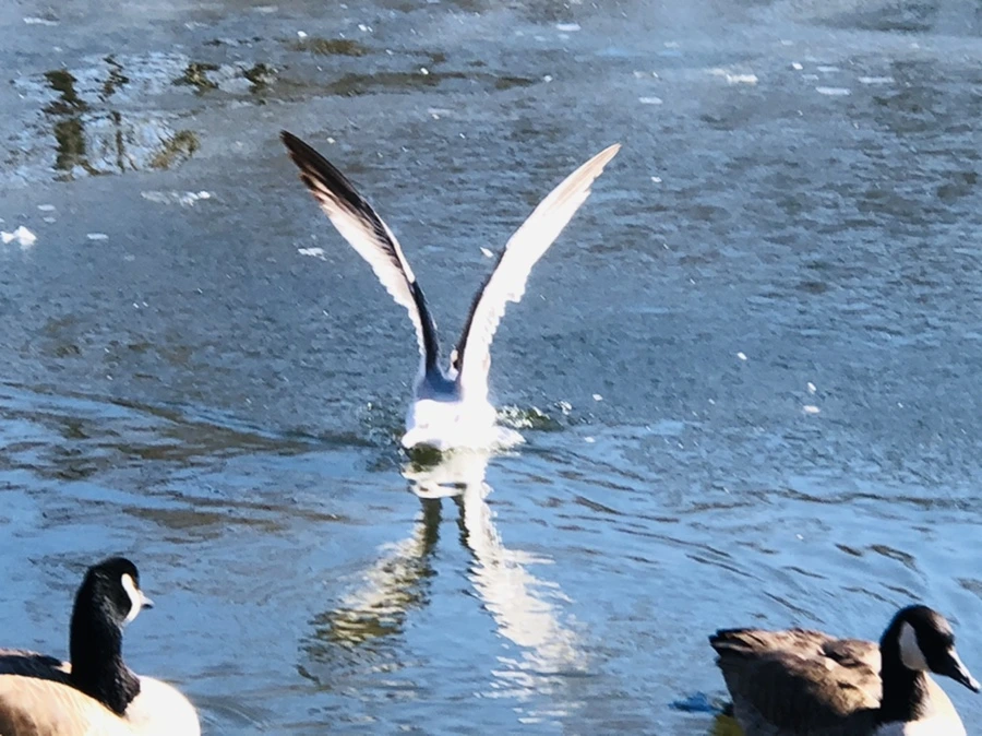 IMG_7711.jpg?type=w966