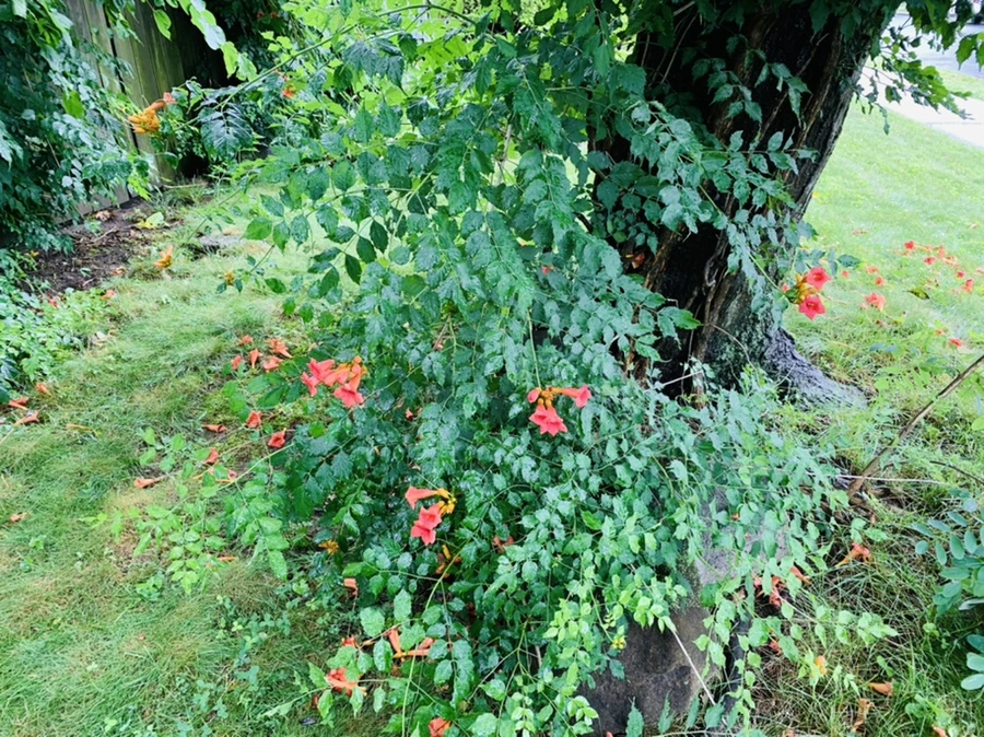 IMG_0031.jpg?type=w966