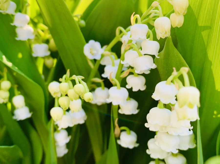 IMG_8442.jpg?type=w966