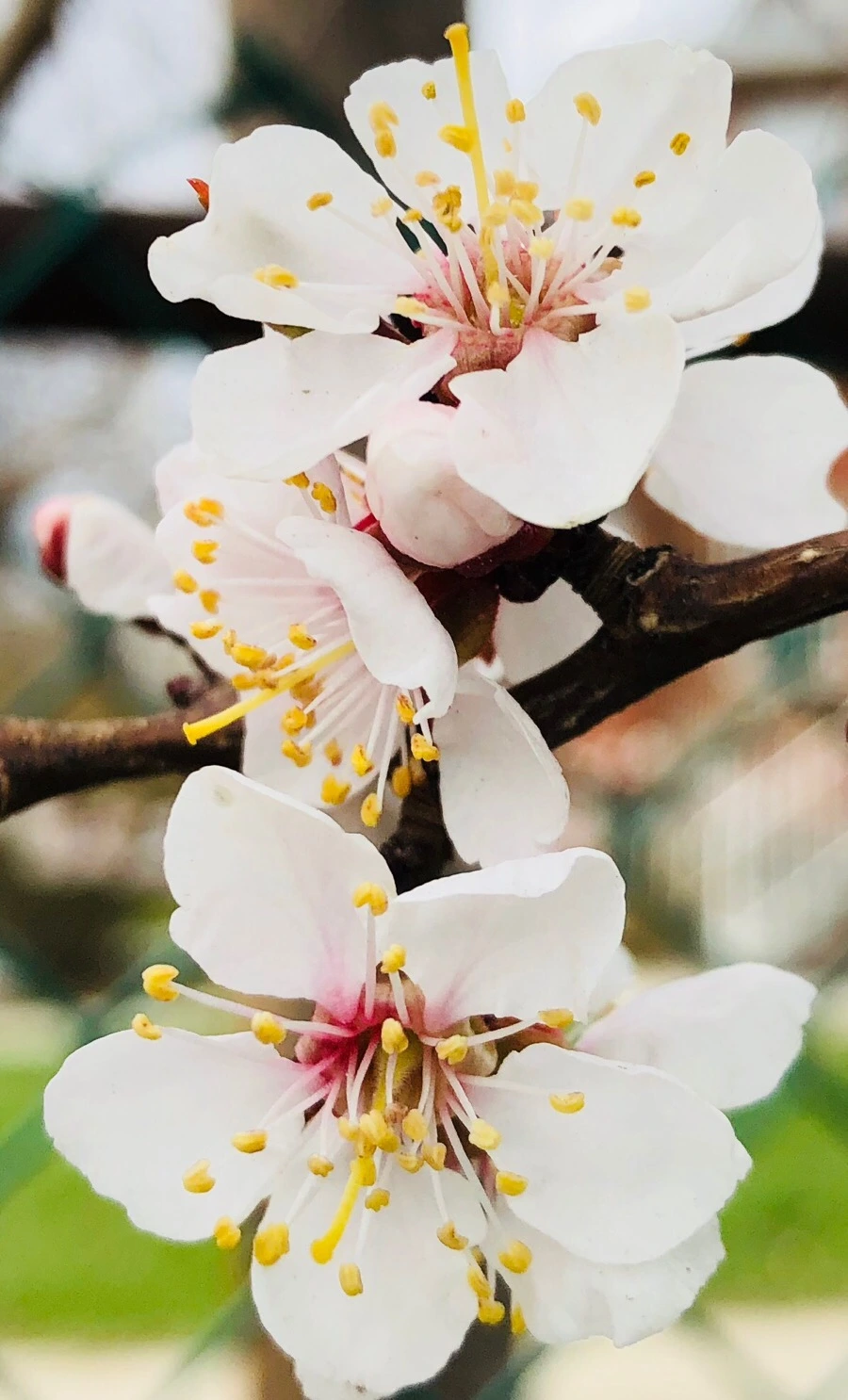 IMG_4121.jpg?type=w966