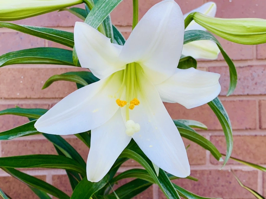 IMG_7549.jpg?type=w966