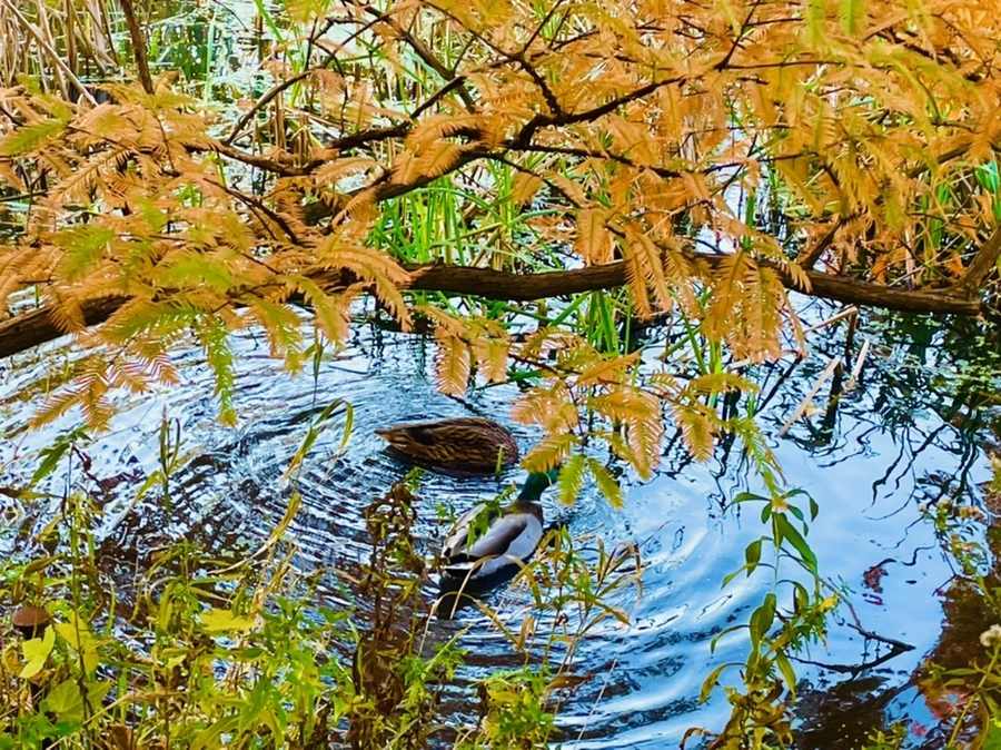 IMG_1822.jpg?type=w966