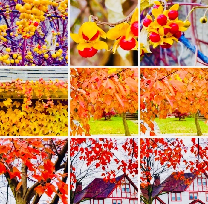 IMG_4500.jpg?type=w966