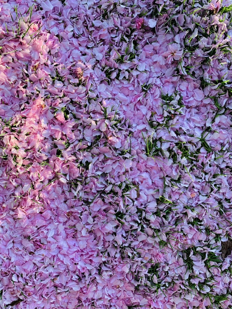 IMG_5513.jpg?type=w966