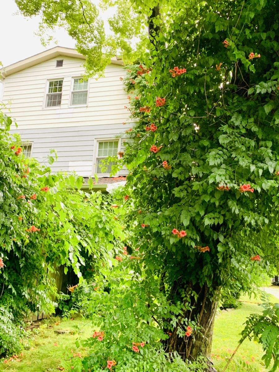 IMG_0072.jpg?type=w966