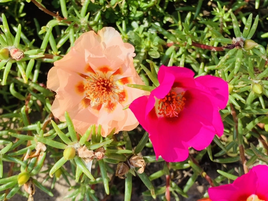 IMG_6708.jpg?type=w966