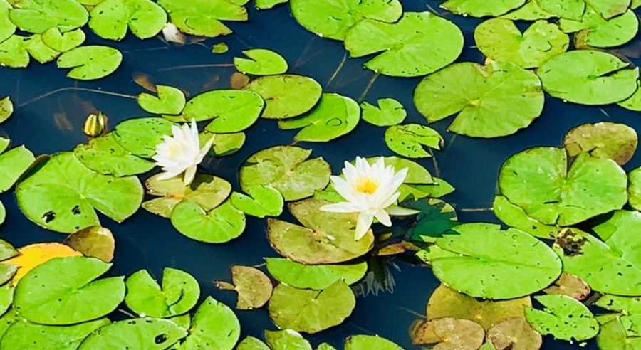 IMG_1281.jpg?type=w966