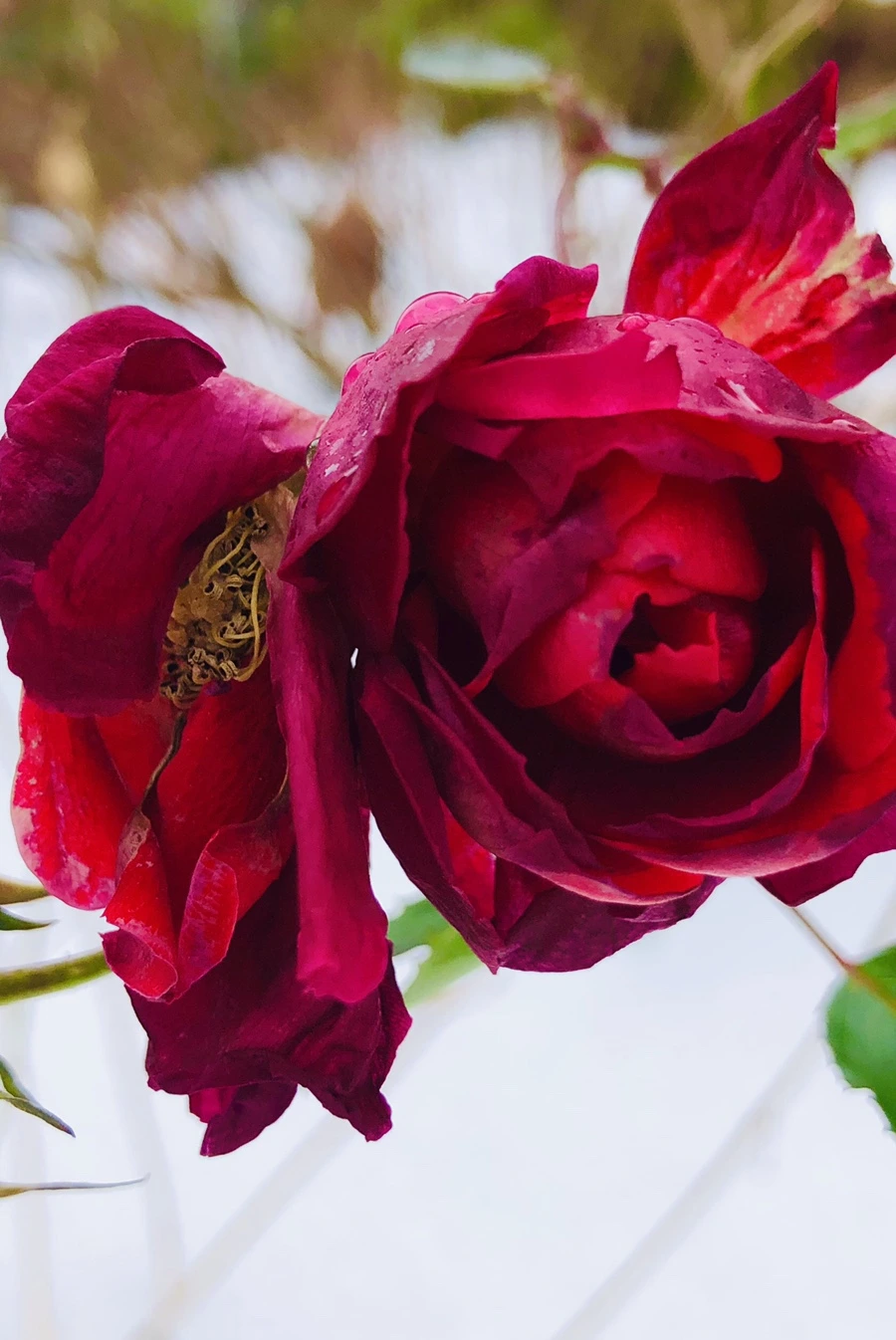 IMG_7554.jpg?type=w966