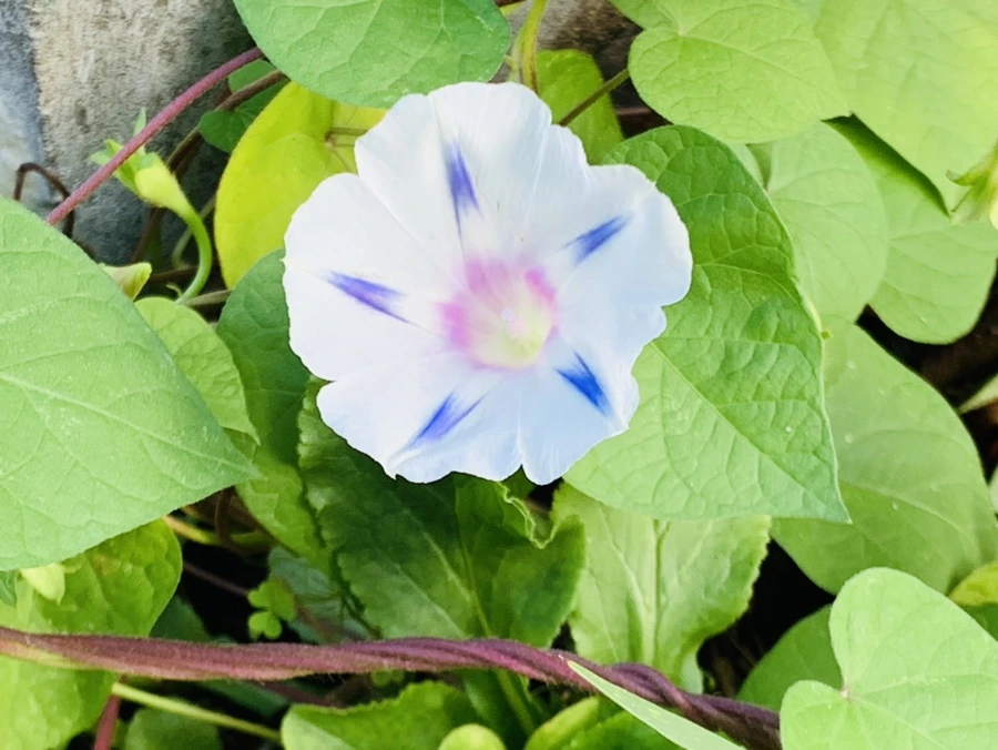 IMG_7046.jpg?type=w966