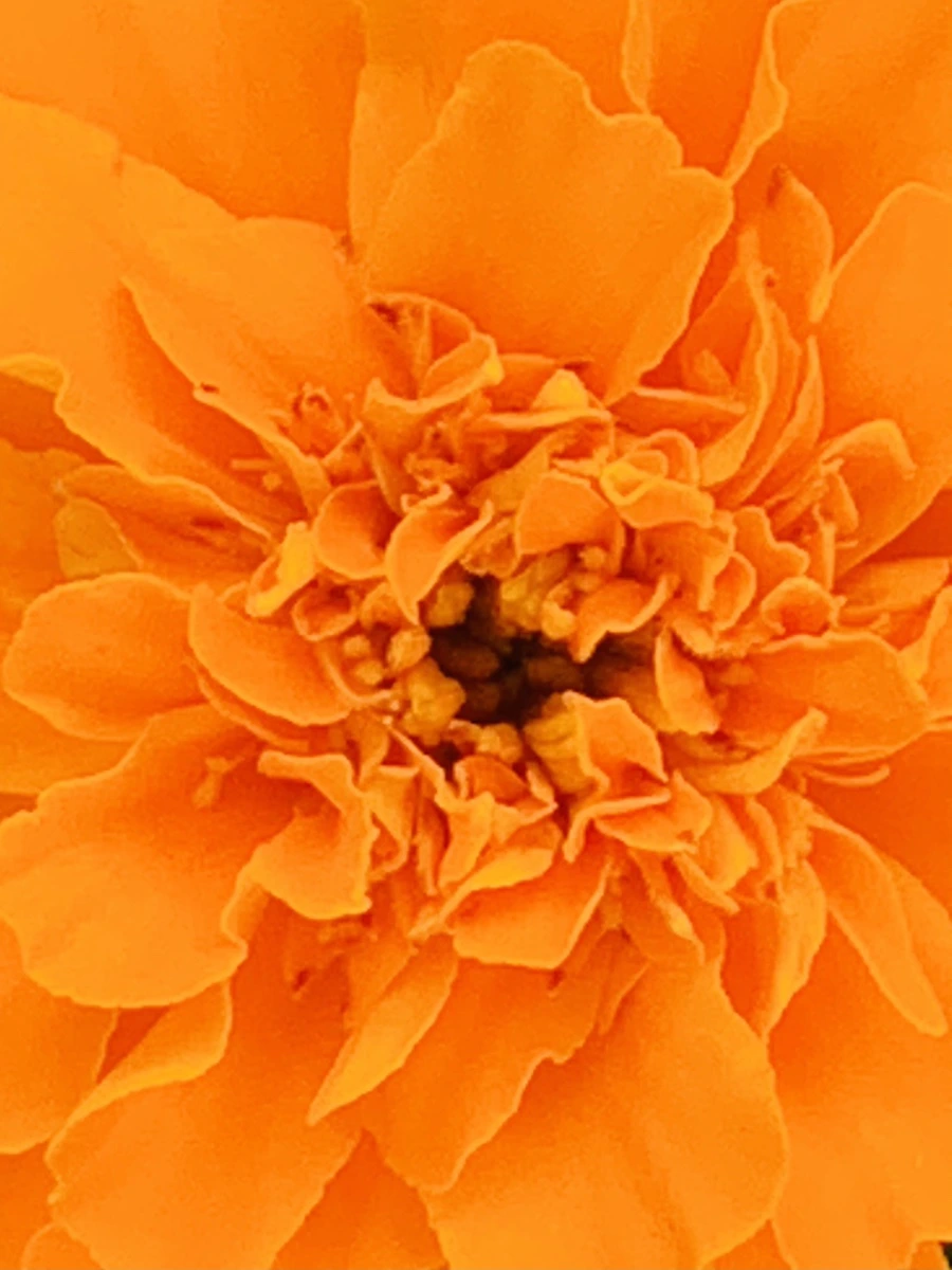 IMG_8356.jpg?type=w966