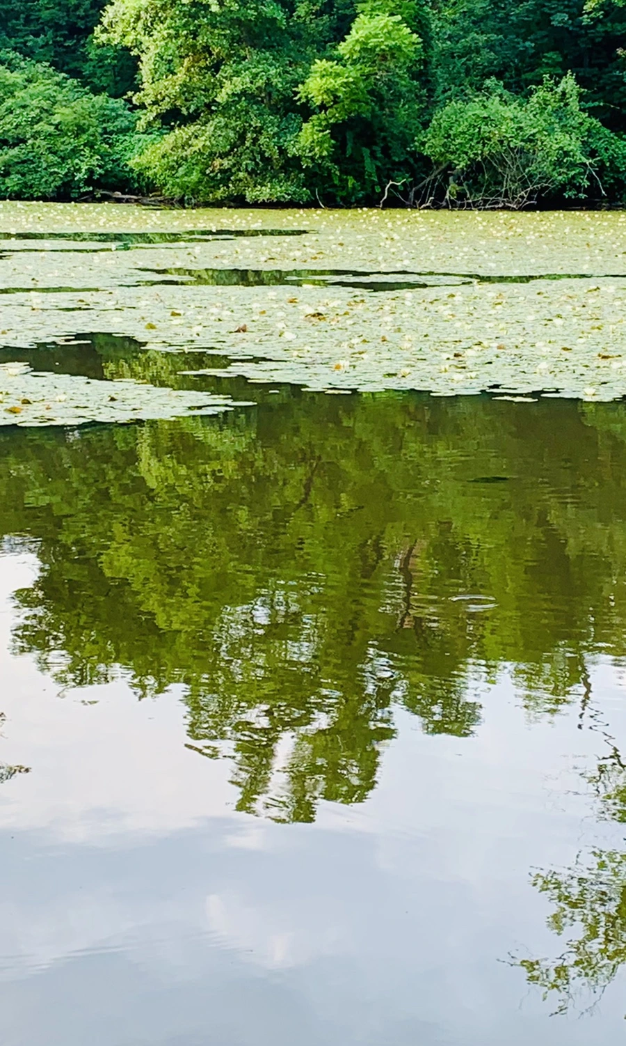 IMG_1509.jpg?type=w966