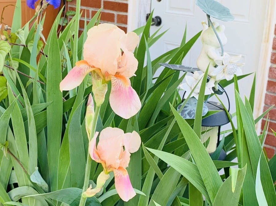 IMG_3352.jpg?type=w966