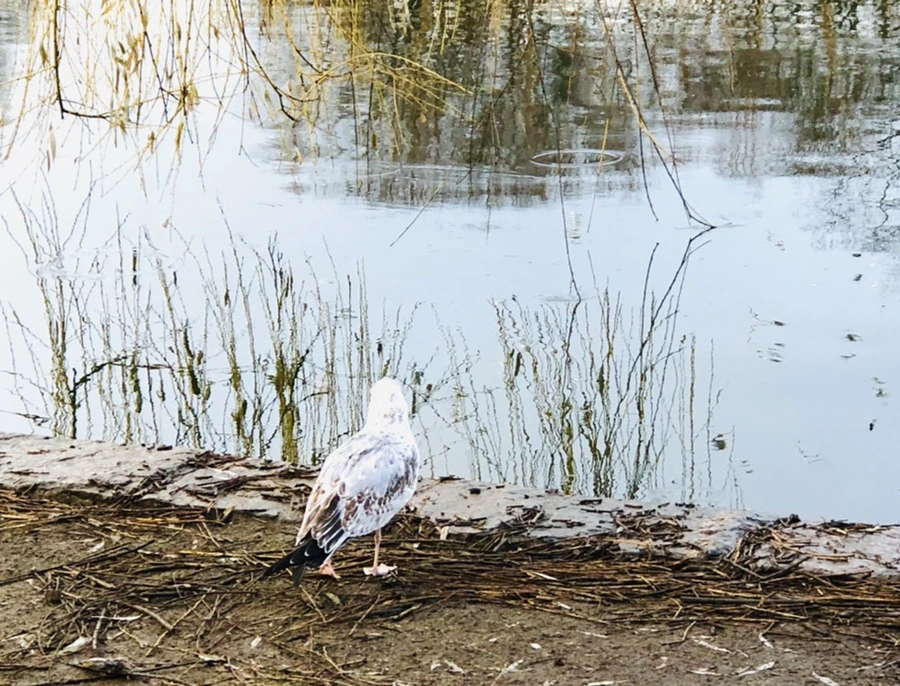 IMG_9158.jpg?type=w966