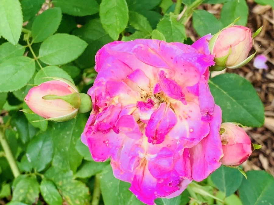 IMG_0520.jpg?type=w966