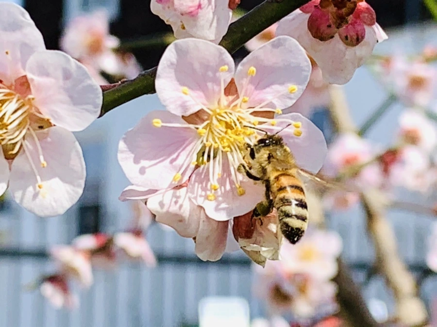 IMG_4196.jpg?type=w966